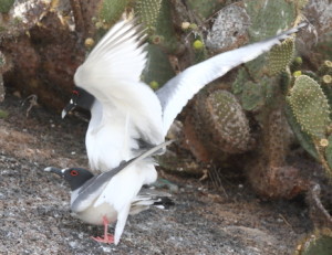 2011-01-24 mating gulls