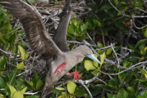 2011-01-24 redfooted boobie